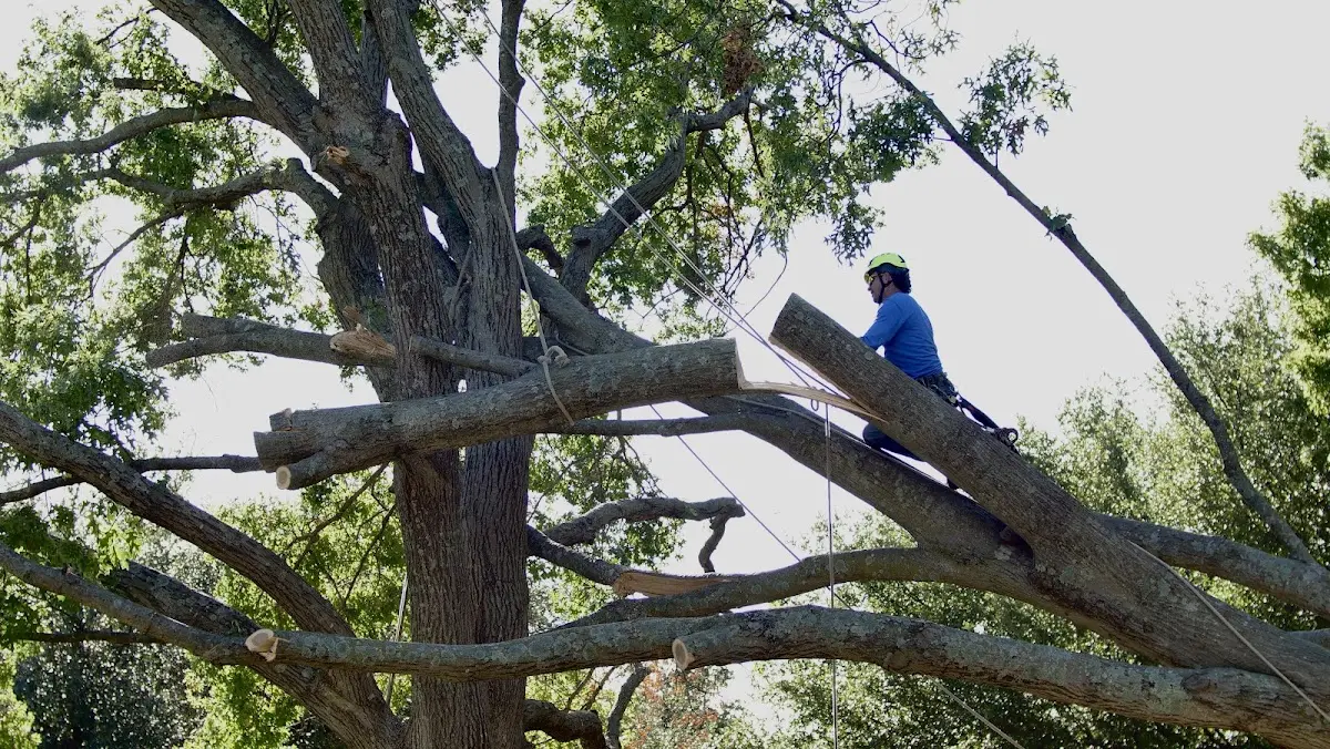 Professional Hazardous Tree Removal performed by certified arborists in Blacksburg